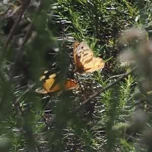 Heteronympha merope (Common Brown Butterfly) at Cotter River, ACT by RAllen