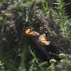 Heteronympha merope at Cotter River, ACT - 3 Jan 2025