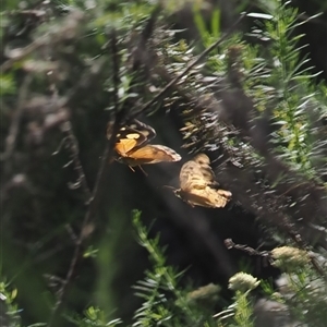 Heteronympha merope at Cotter River, ACT - 3 Jan 2025