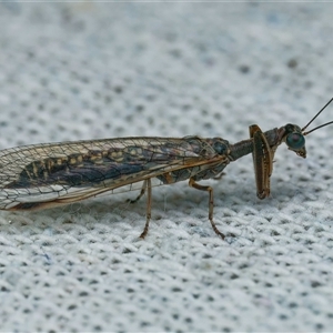 Theristria delicatula (A Mantidfly) at Harrison, ACT by DPRees125