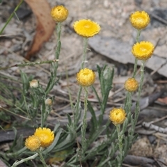 Coronidium monticola (Mountain Button Everlasting) at Tharwa, ACT - 2 Jan 2025 by RAllen