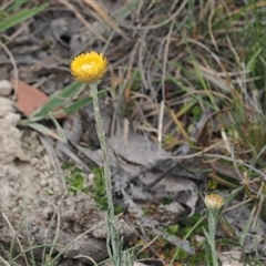 Coronidium monticola at Tharwa, ACT - 2 Jan 2025 01:59 PM