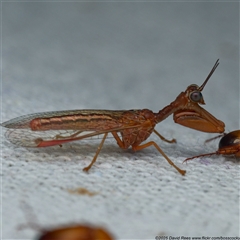 Campion sp. (genus) (Mantis Fly) at Harrison, ACT - 5 Jan 2025 by DPRees125