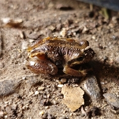 Litoria verreauxii verreauxii (Whistling Tree-frog) at Cabramurra, NSW - 6 Jan 2025 by Csteele4