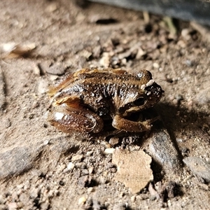 Litoria verreauxii verreauxii at Cabramurra, NSW - 6 Jan 2025