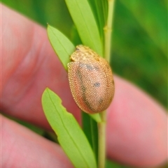 Paropsis atomaria (Eucalyptus leaf beetle) at Cabramurra, NSW - 6 Jan 2025 by Csteele4