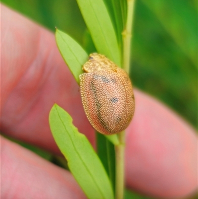 Paropsis atomaria (Eucalyptus leaf beetle) at Cabramurra, NSW - 6 Jan 2025 by Csteele4