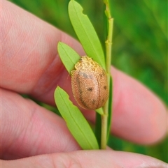 Paropsis atomaria at Cabramurra, NSW - 6 Jan 2025