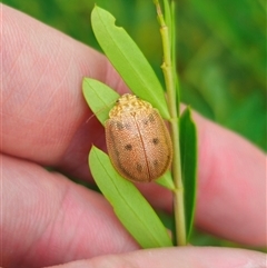 Paropsis atomaria at Cabramurra, NSW - 6 Jan 2025