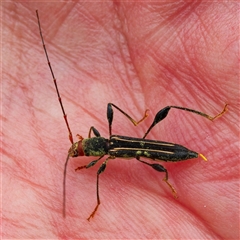 Amphirhoe sloanei (Longicorn or Longhorn beetle) at Acton, ACT - 6 Jan 2025 by DPRees125