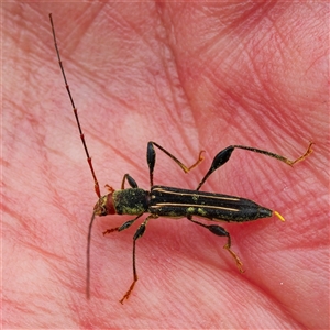 Amphirhoe sloanei (Longicorn or Longhorn beetle) at Acton, ACT by DPRees125