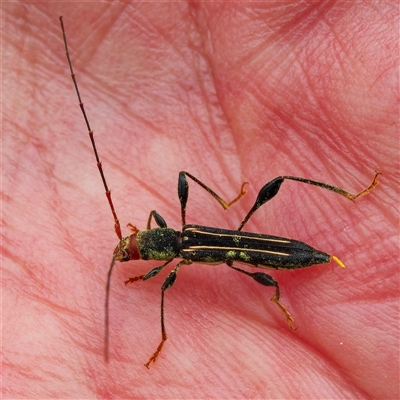 Amphirhoe sloanei (Longicorn or Longhorn beetle) at Acton, ACT - 5 Jan 2025 by DPRees125