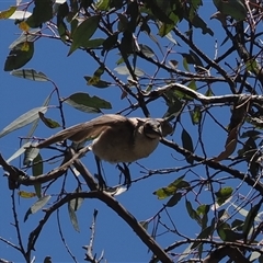 Philemon corniculatus (Noisy Friarbird) at Kenny, ACT - 20 Dec 2024 by RAllen