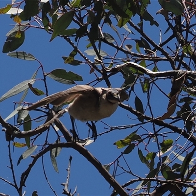 Philemon corniculatus (Noisy Friarbird) at Kenny, ACT - 20 Dec 2024 by RAllen