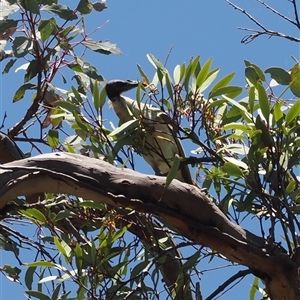 Philemon corniculatus at Kenny, ACT - 20 Dec 2024