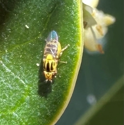 Chloromerus sp. (Chloropid fly) at Pialligo, ACT - 4 Jan 2025 by Pirom