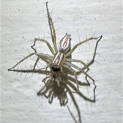 Oecobius sp. (genus) (Midget house spider) at Ainslie, ACT - 3 Jan 2025 by Pirom