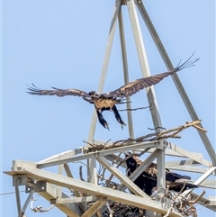 Aquila audax (Wedge-tailed Eagle) at Whitlam, ACT - 23 Dec 2024 by BenHarvey