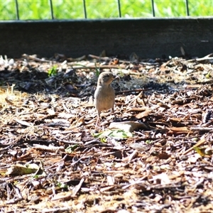 Passer domesticus (House Sparrow) at Jamberoo, NSW by plants