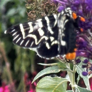 Comocrus behri (Mistletoe Day Moth) at Bungendore, NSW by Markes