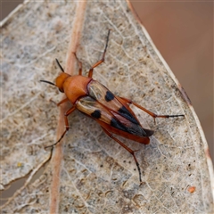 Macrosiagon sp. (genus) (Ripiphorid beetle) at Acton, ACT - 6 Jan 2025 by DPRees125