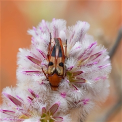 Macrosiagon sp. (genus) at Acton, ACT - 6 Jan 2025