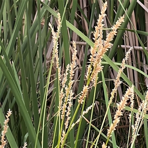 Carex appressa (Tall Sedge) at Campbell, ACT by Hejor1