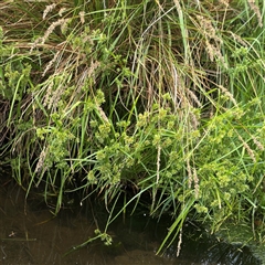 Carex appressa at Campbell, ACT - 6 Jan 2025 05:05 PM