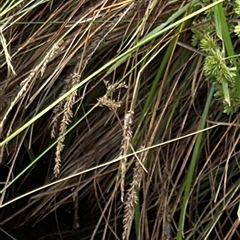 Carex appressa at Campbell, ACT - 6 Jan 2025 05:05 PM