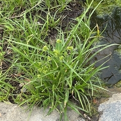 Cyperus eragrostis (Umbrella Sedge) at Campbell, ACT - 6 Jan 2025 by Hejor1