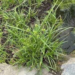 Cyperus eragrostis at Campbell, ACT - 6 Jan 2025