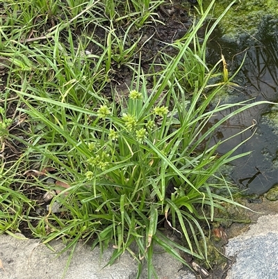 Cyperus eragrostis (Umbrella Sedge) at Campbell, ACT - 6 Jan 2025 by Hejor1