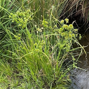 Cyperus eragrostis at Campbell, ACT - 6 Jan 2025