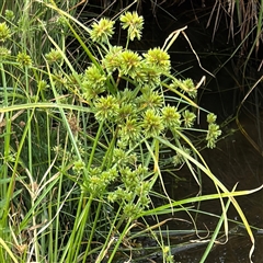 Cyperus eragrostis at Campbell, ACT - 6 Jan 2025