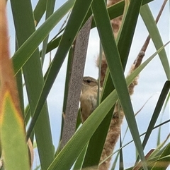 Acrocephalus australis (Australian Reed-Warbler) at Campbell, ACT - 6 Jan 2025 by Hejor1