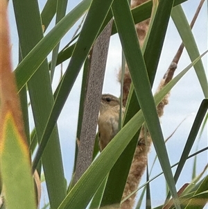 Acrocephalus australis at Campbell, ACT - 6 Jan 2025