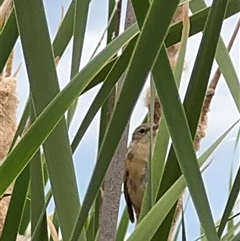 Acrocephalus australis at Campbell, ACT - 6 Jan 2025