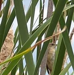 Acrocephalus australis at Campbell, ACT - 6 Jan 2025