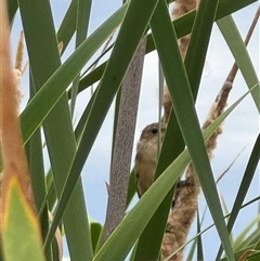 Acrocephalus australis at Campbell, ACT - 6 Jan 2025