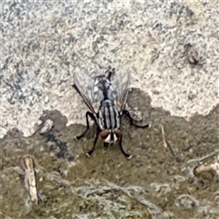 Sarcophagidae sp. (family) (Unidentified flesh fly) at Campbell, ACT - 6 Jan 2025 by Hejor1