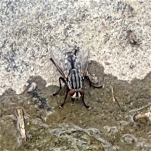 Sarcophagidae sp. (family) (Unidentified flesh fly) at Campbell, ACT by Hejor1