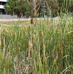 Typha domingensis (Bullrush) at Campbell, ACT - 6 Jan 2025 by Hejor1