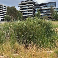 Typha domingensis at Campbell, ACT - 6 Jan 2025