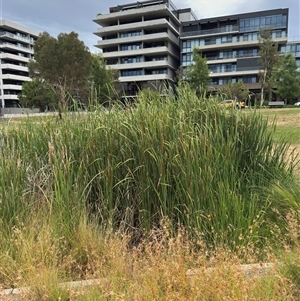 Typha domingensis at Campbell, ACT - 6 Jan 2025 04:57 PM