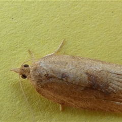 Epiphyas (genus) (A Tortrid moth) at Belconnen, ACT - 6 Jan 2025 by JohnGiacon