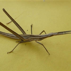 Acrida conica (Giant green slantface) at Belconnen, ACT by JohnGiacon