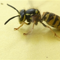 Vespula germanica (European Wasp, German Yellowjacket Wasp) at Belconnen, ACT - 6 Jan 2025 by JohnGiacon
