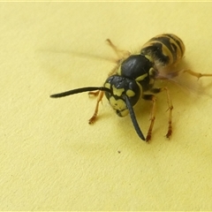 Vespula germanica at Belconnen, ACT - 6 Jan 2025