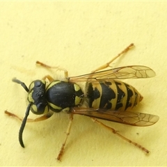 Vespula germanica at Belconnen, ACT - 6 Jan 2025