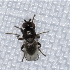Unverified True fly (Diptera) at Melba, ACT - 5 Jan 2025 by kasiaaus